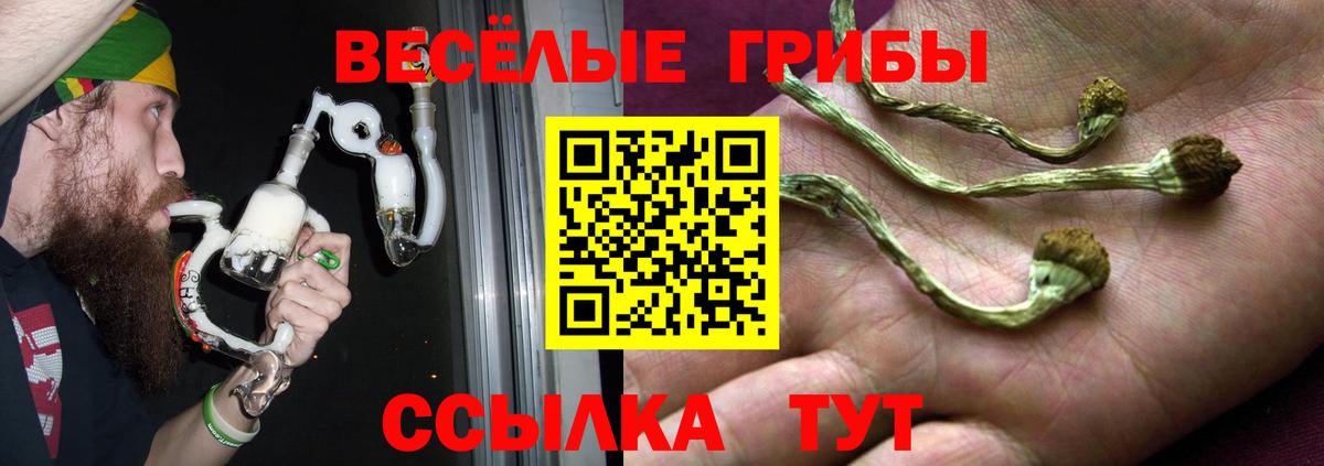 Галлюциногенные грибы Psilocybe Кашира